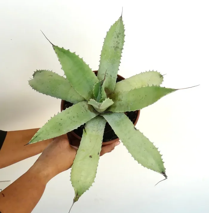 Agave cerluata X utahensis