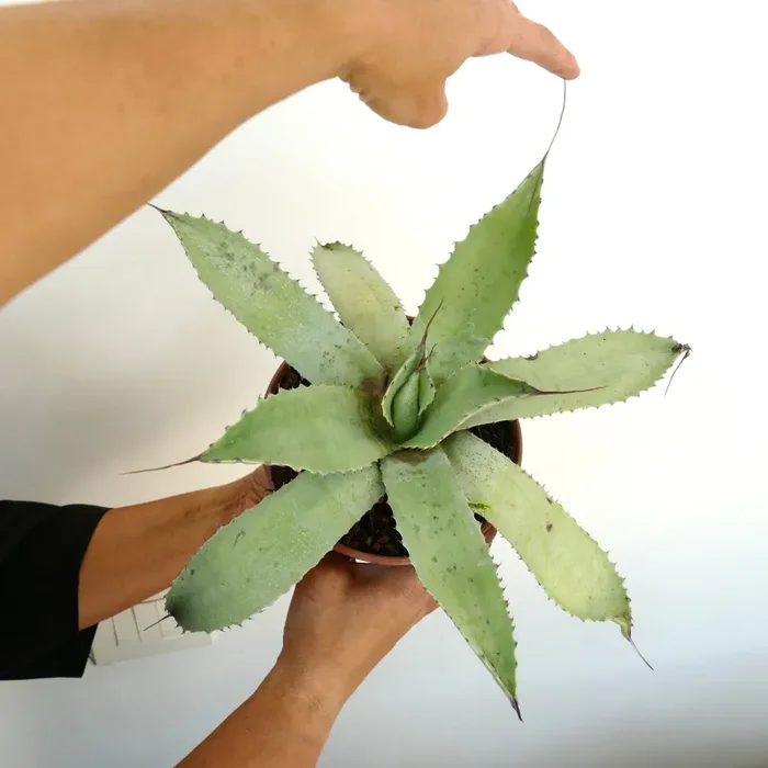 Agave cerluata X utahensis - immagine 2