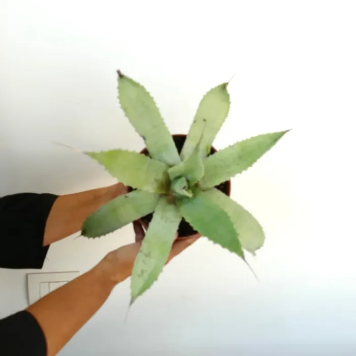 Agave cerluata X utahensis - immagine 3