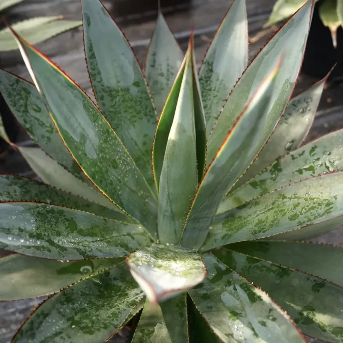 Agave cv ‘Shaka Zulu’