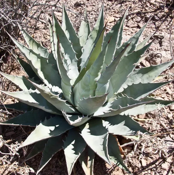 Agave deserti SEMI Vendita online