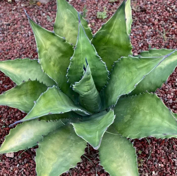 Agave ferox clone OLYMPIA (ex Van Dyck, PAESI BASSI) SEMI