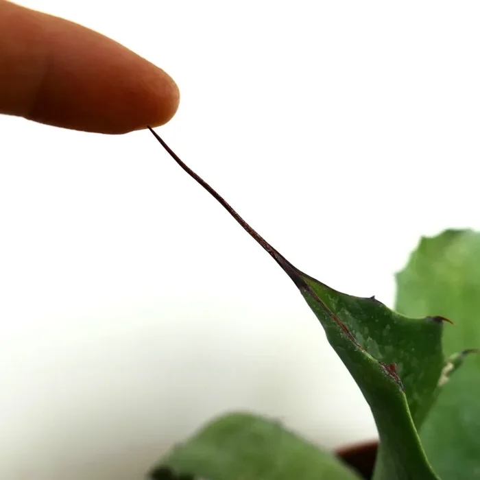 Agave ferox X eborispina X parrasana - immagine 2