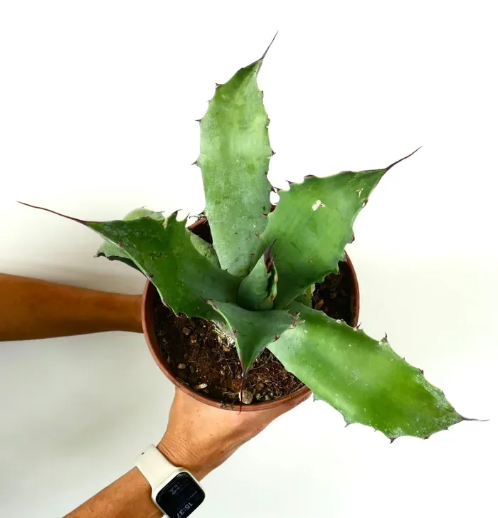 Agave ferox X eborispina X parrasana - immagine 3