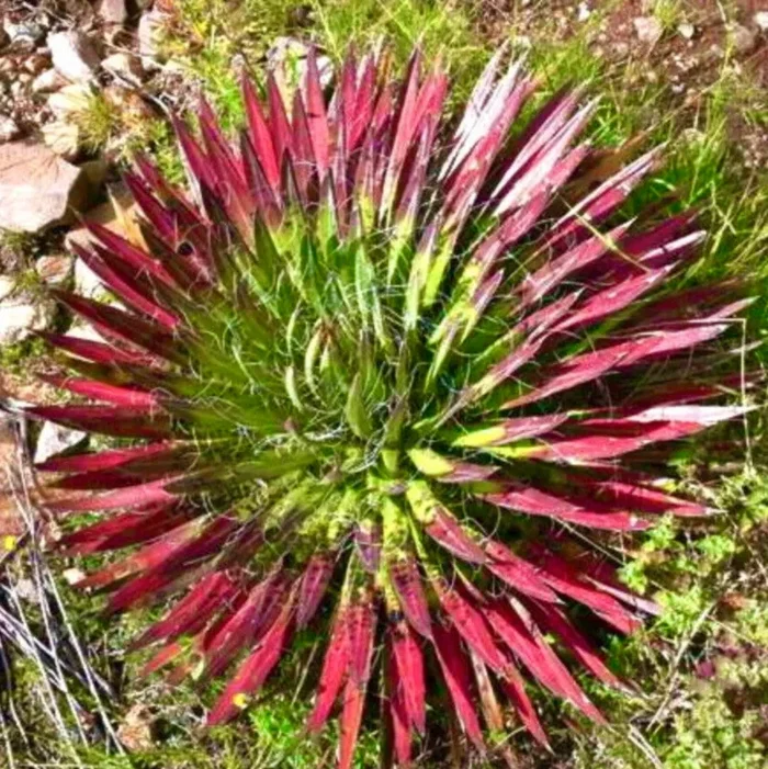 Agave filifera froma ROSSO-VERDE SEMI