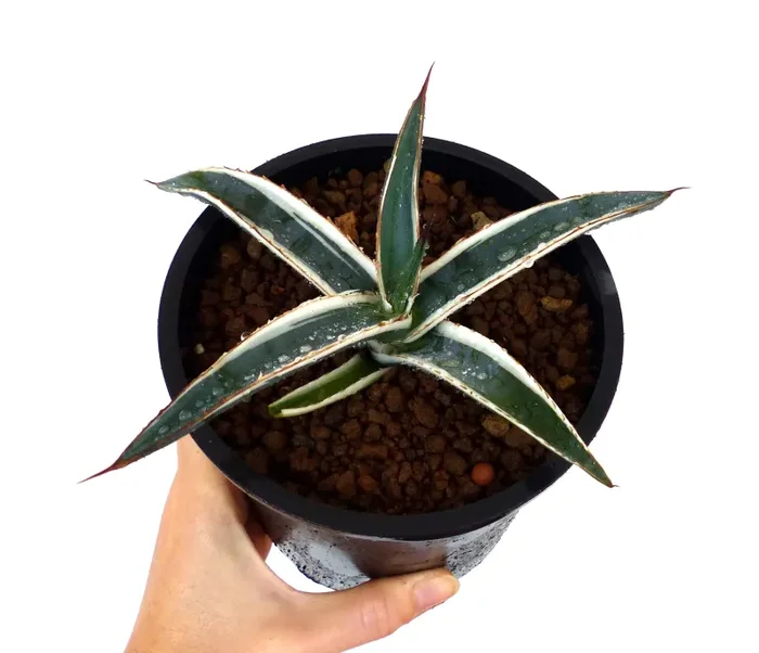 Agave funkiana cv HAKURO SHIRO FUKURIN white variegated 5-15cm