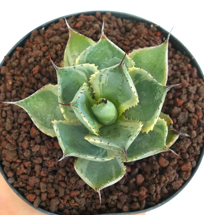 Agave isthmensis cv DELAWARE variegated ex NCS U.S.A.