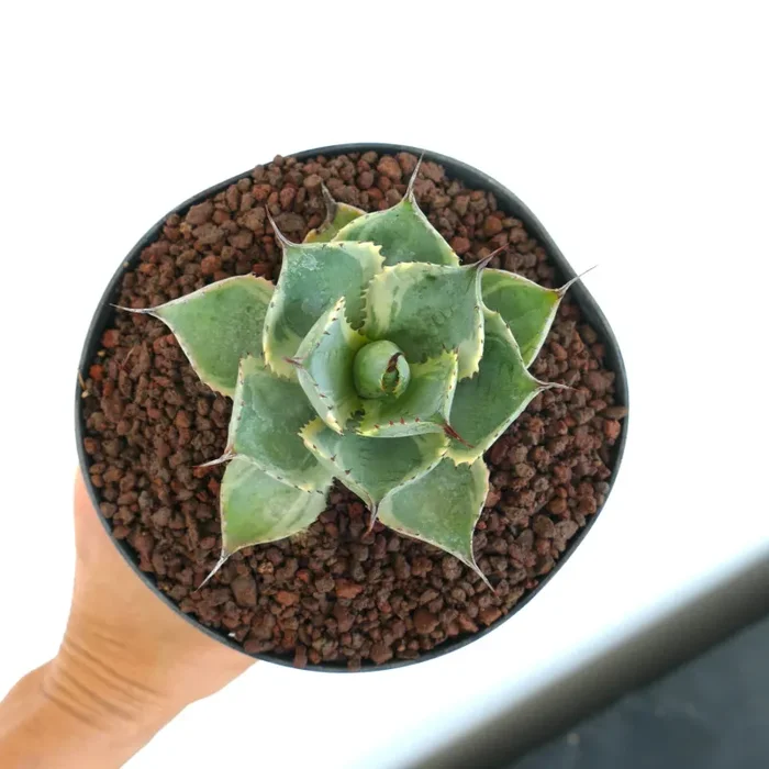 Agave isthmensis cv DELAWARE variegated ex NCS U.S.A. - immagine 2