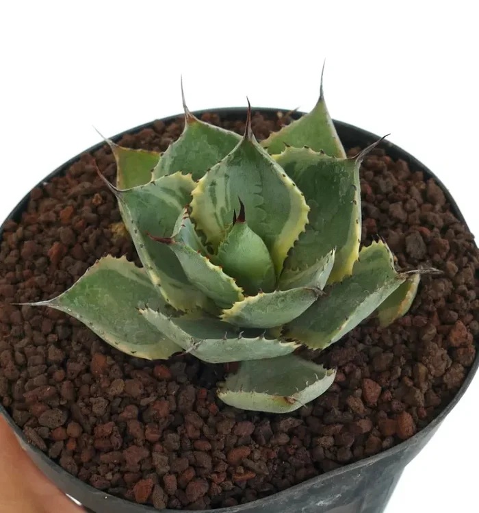Agave isthmensis cv DELAWARE variegated ex NCS U.S.A. - immagine 3