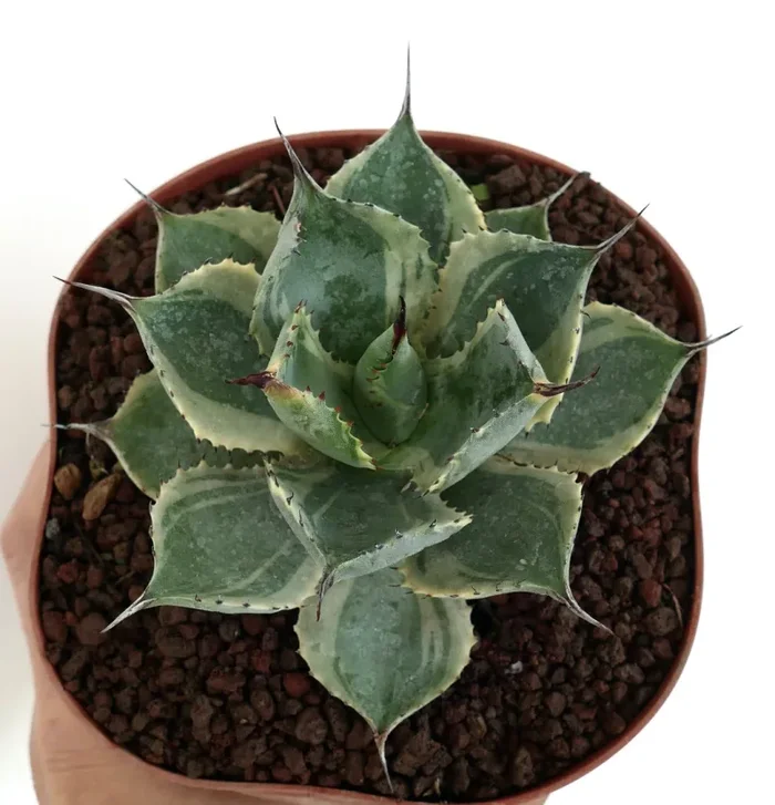 Agave isthmensis cv DELAWARE variegated ex NCS U.S.A. Vendita calda online