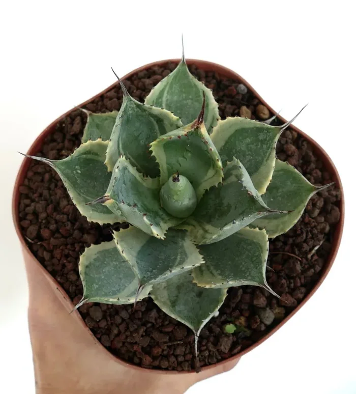 Agave isthmensis cv DELAWARE variegated ex NCS U.S.A. Vendita calda online - immagine 2