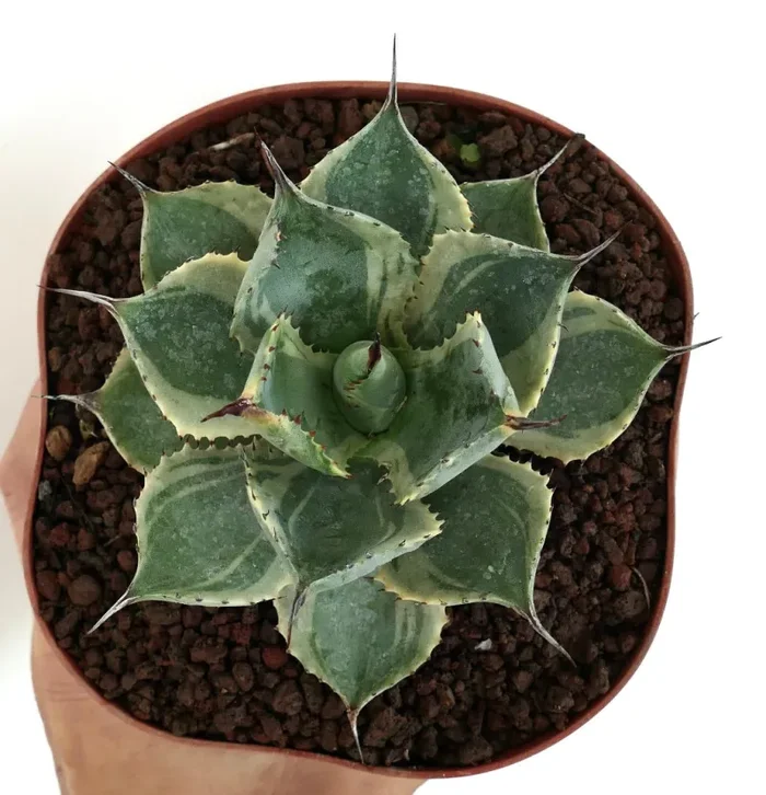Agave isthmensis cv DELAWARE variegated ex NCS U.S.A. Vendita calda online - immagine 3