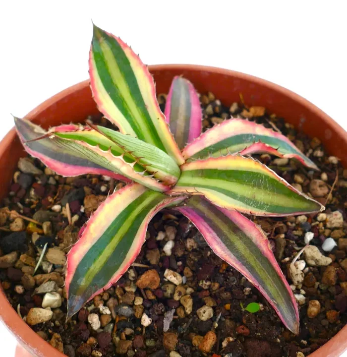 Agave lophantha “quadricolor” purple clone XY9