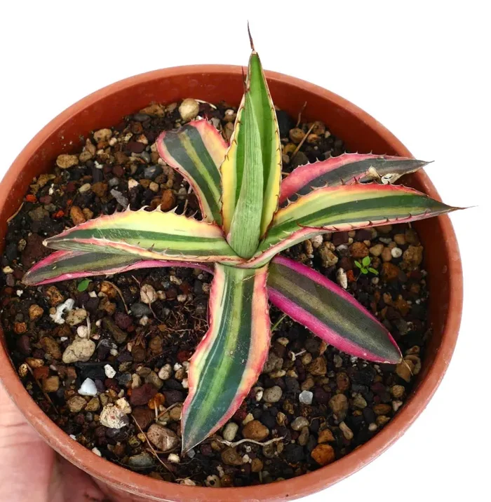 Agave lophantha “quadricolor” purple clone XY9 - immagine 2