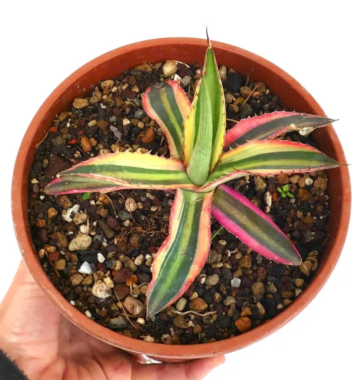 Agave lophantha “quadricolor” purple clone XY9 - immagine 3