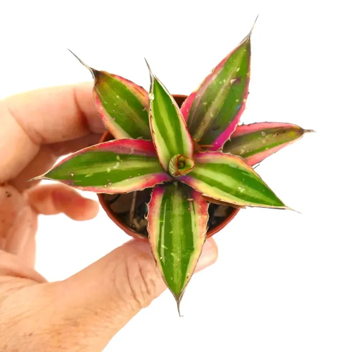 Agave lophantha quadricolor PINK MARGIN 7088