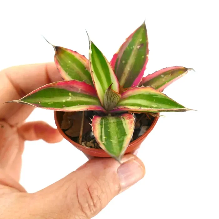 Agave lophantha quadricolor PINK MARGIN 7088 - immagine 2