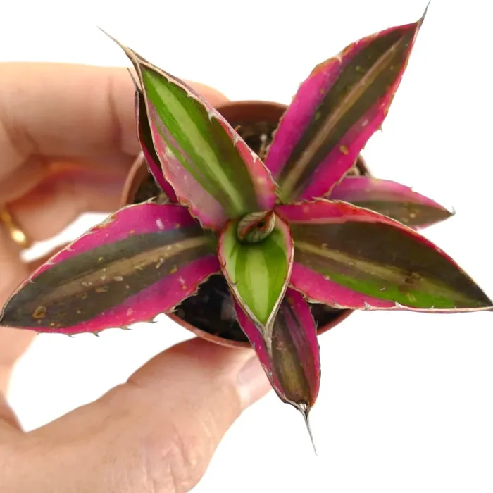 Agave lophantha quadricolor PINK MARGIN MIX4 Vendita online