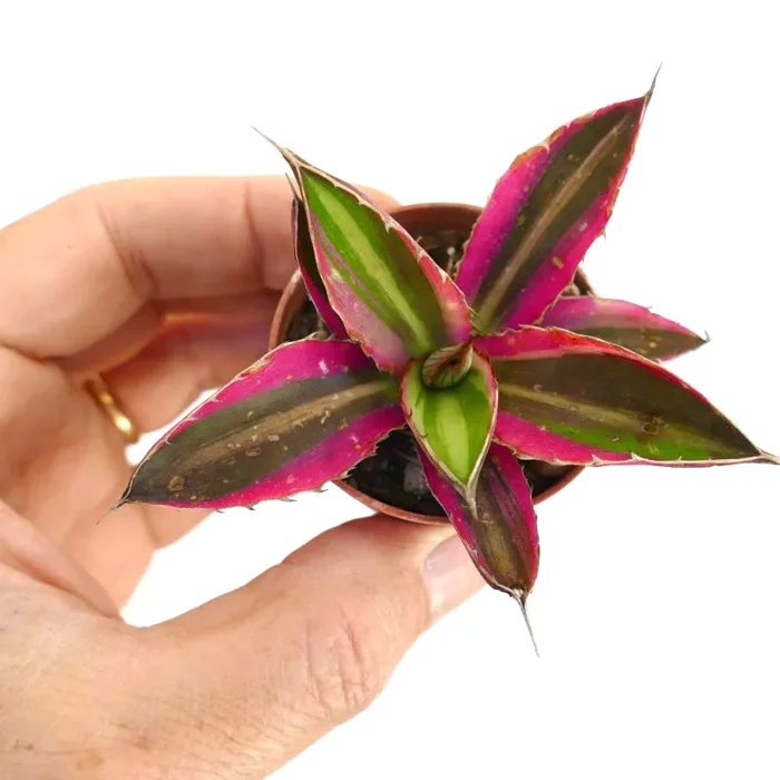 Agave lophantha quadricolor PINK MARGIN MIX4 Vendita online - immagine 2