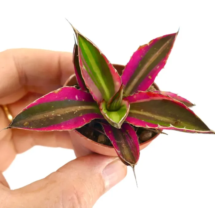 Agave lophantha quadricolor PINK MARGIN MIX4 Vendita online - immagine 3