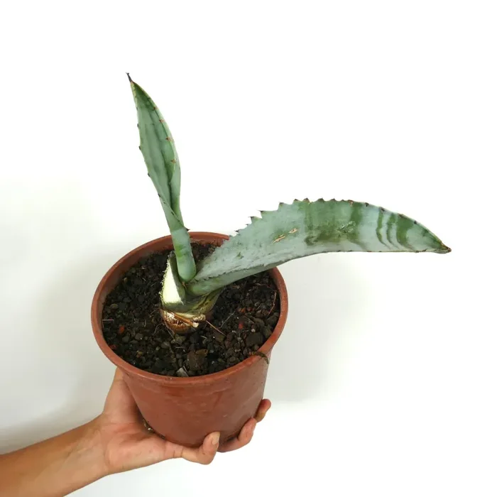 Agave marmorata Fornitura