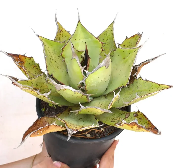 Agave oteroi WILD BIG SPECIMENT - immagine 3