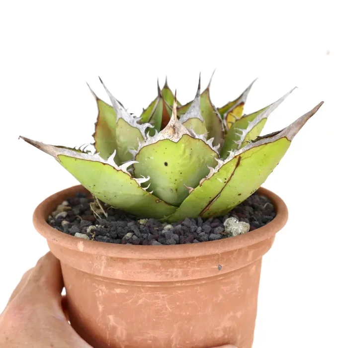 Agave oteroi WILD (SIERRA MIXTECA, MEXICO) Vendita online - immagine 2