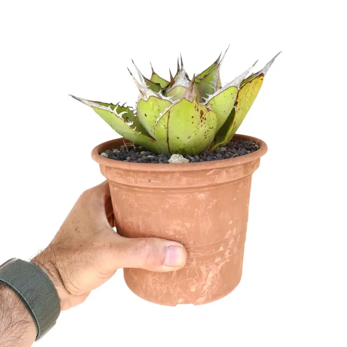 Agave oteroi WILD (SIERRA MIXTECA, MEXICO) Vendita online - immagine 3