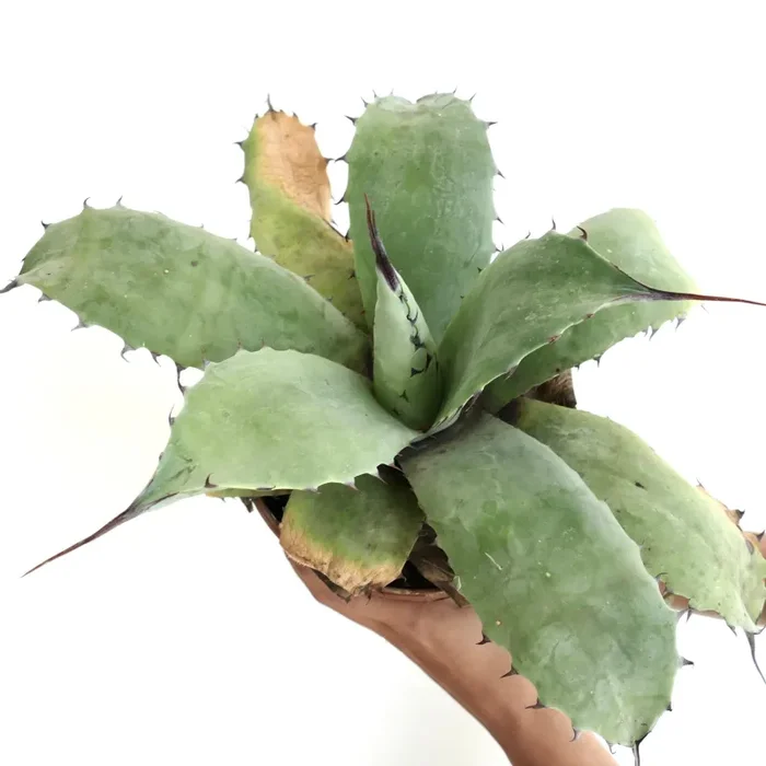 Agave ovatifolia HYBRID LONG FINAL SPINES (by Mr. Corsi)