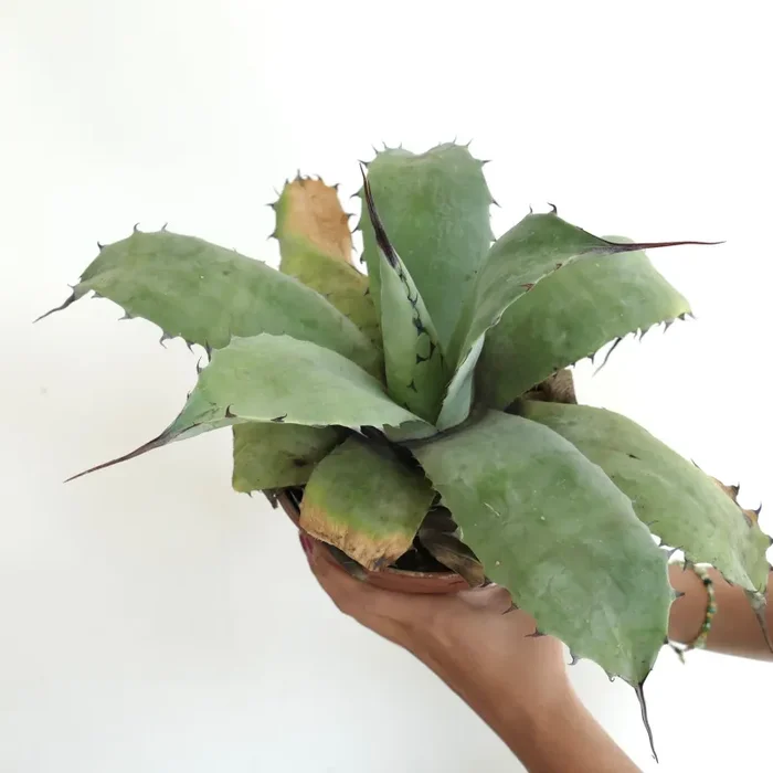 Agave ovatifolia HYBRID LONG FINAL SPINES (by Mr. Corsi) - immagine 3