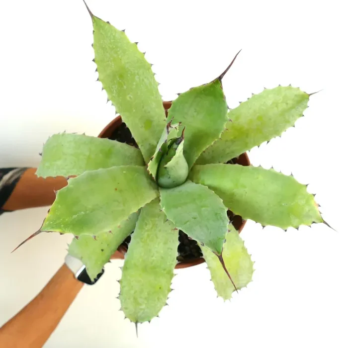 Agave ovatifolia X Agave asperrima (Mr. Corsi HYBRID)