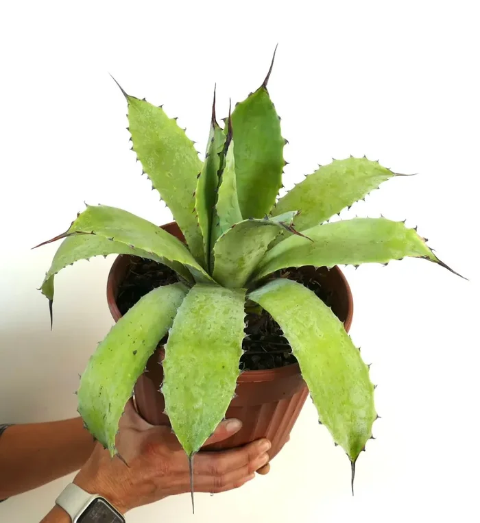 Agave ovatifolia X Agave asperrima (Mr. Corsi HYBRID) - immagine 2