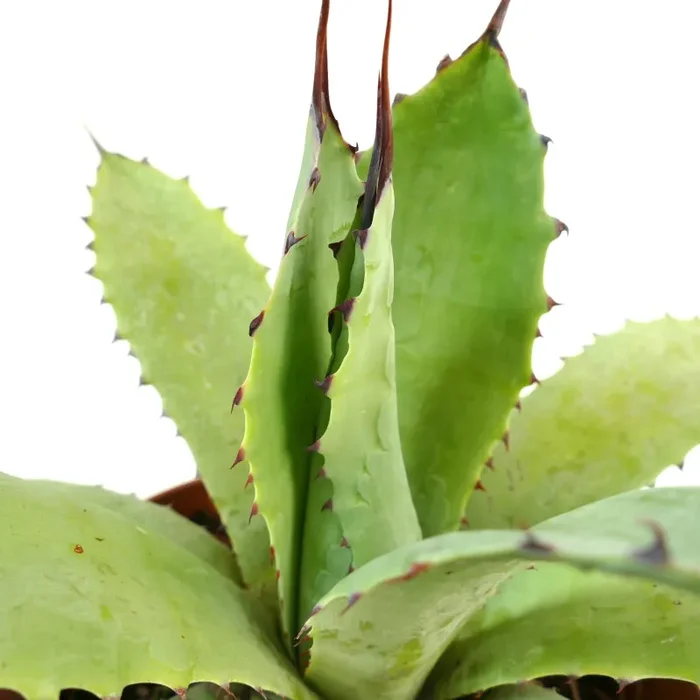 Agave ovatifolia X Agave asperrima (Mr. Corsi HYBRID) - immagine 3