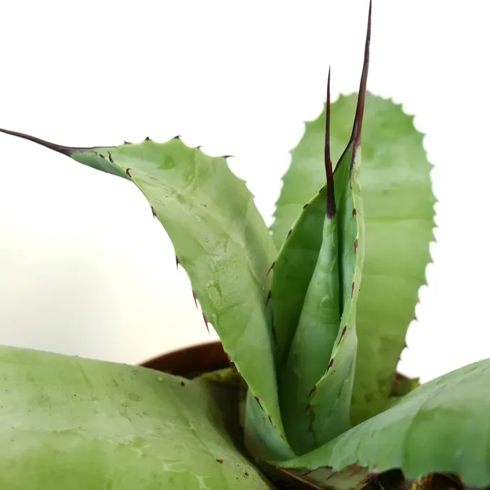 Agave ovatifolia x Agave celsii - immagine 3