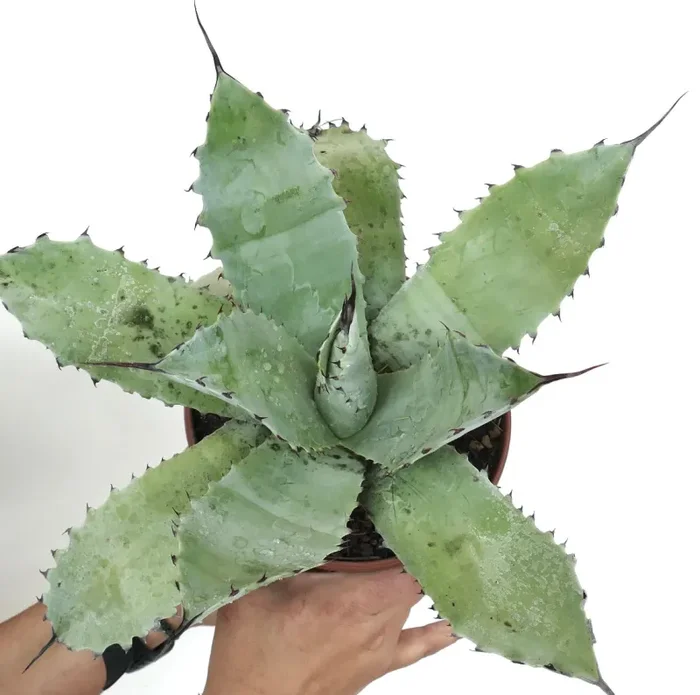 Agave ovatifolia X Agave cerulata Saldi