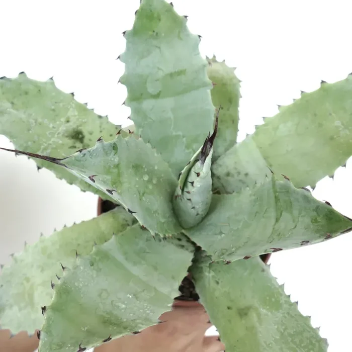 Agave ovatifolia X Agave cerulata Saldi - immagine 3