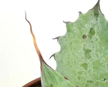 Agave ovatifolia X Agave eborispina WAVY FINAL SPINES