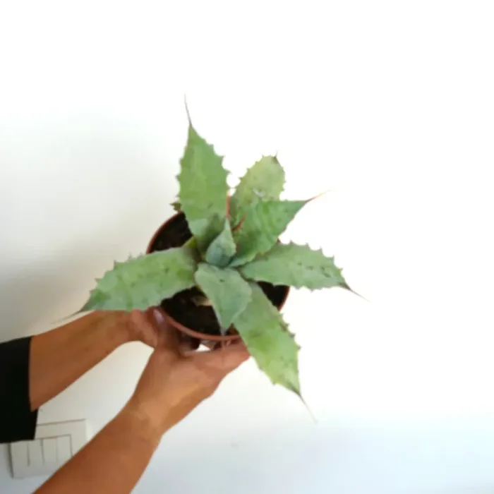 Agave ovatifolia X Agave eborispina WAVY FINAL SPINES - immagine 2