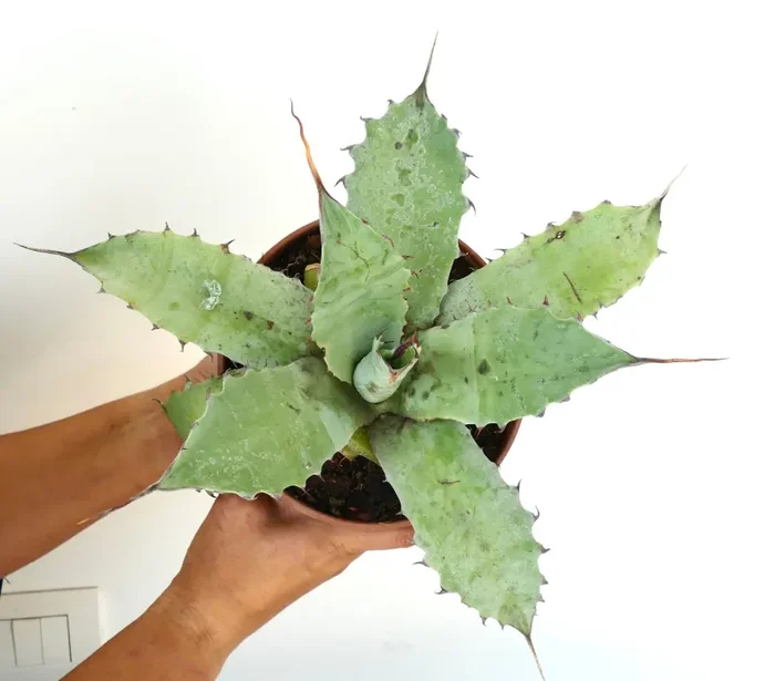 Agave ovatifolia X Agave eborispina WAVY FINAL SPINES - immagine 3