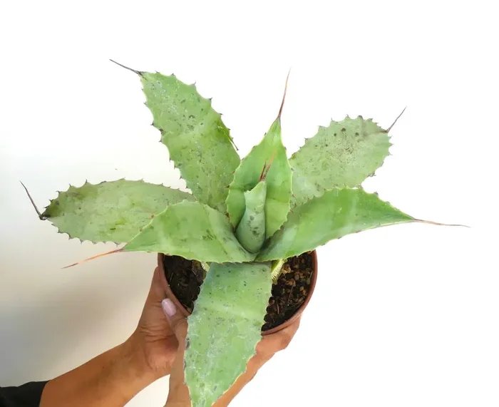 Agave ovatifolia X Agave uthaensis X Agave parrasana F3 Fornitura