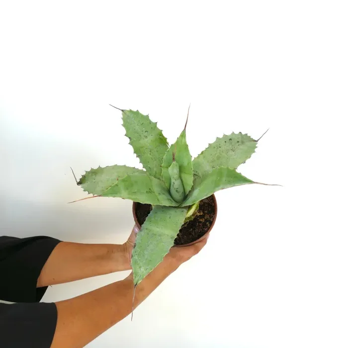 Agave ovatifolia X Agave uthaensis X Agave parrasana F3 Fornitura - immagine 2