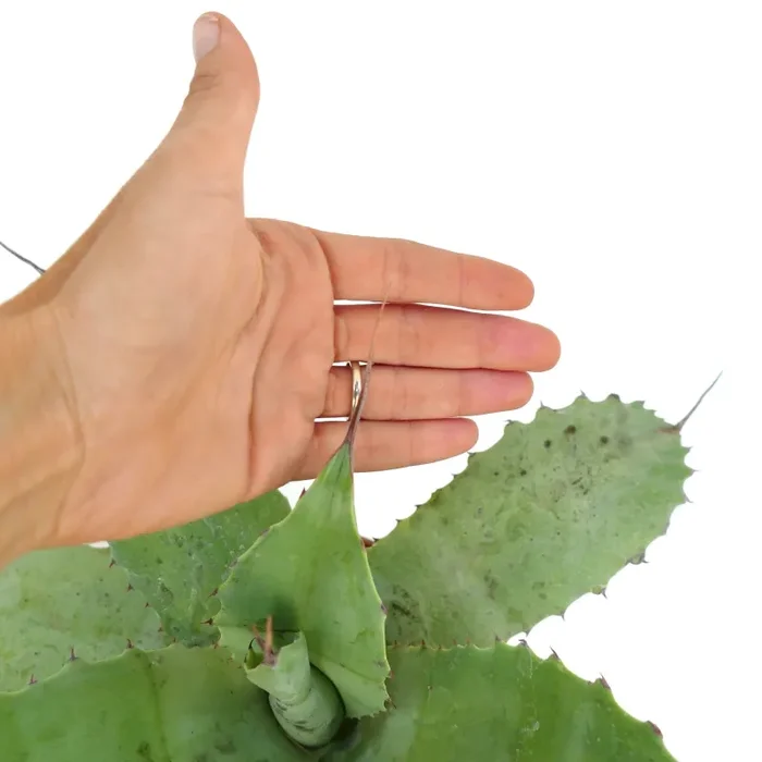 Agave ovatifolia X Agave uthaensis X Agave parrasana F3 Fornitura - immagine 3