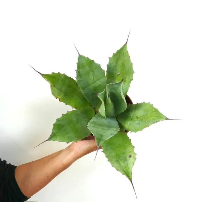 Agave ovatifolia X Agave vizcainoensis Fornitura