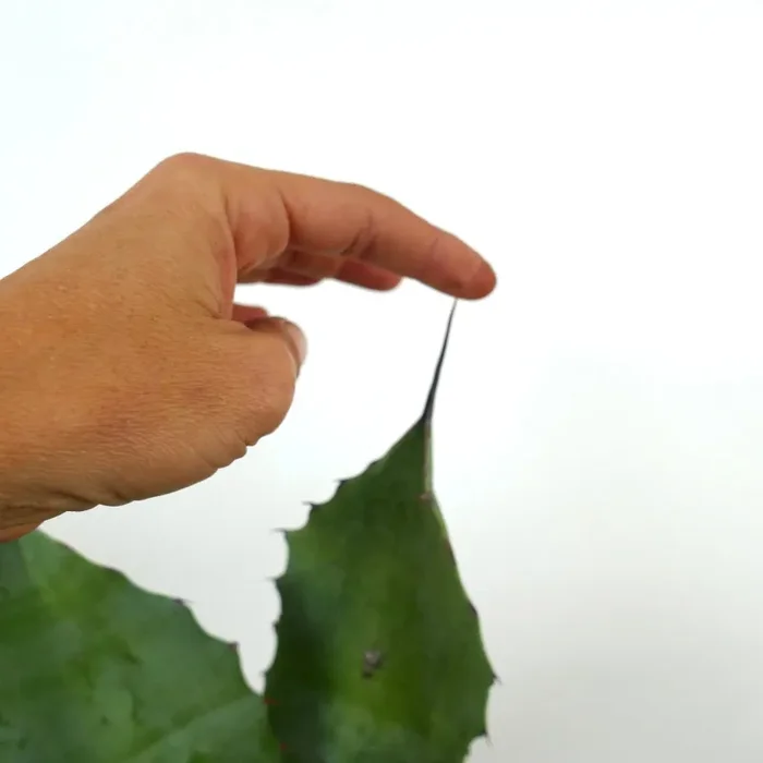 Agave ovatifolia X Agave vizcainoensis Fornitura - immagine 2