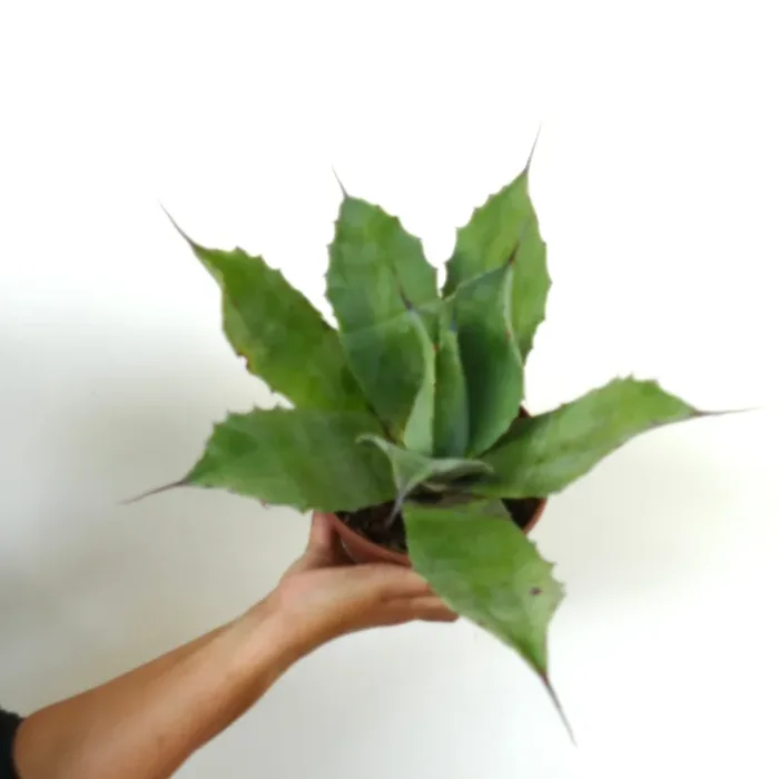Agave ovatifolia X Agave vizcainoensis Fornitura - immagine 3