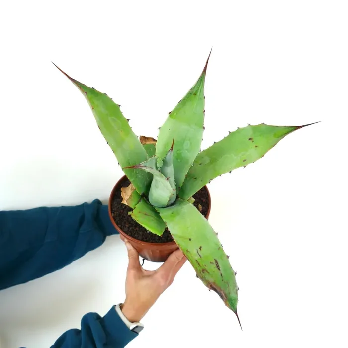 Agave ovatifolia X Agave weberi (Mr. Corsi HYBRID) CLONE-A