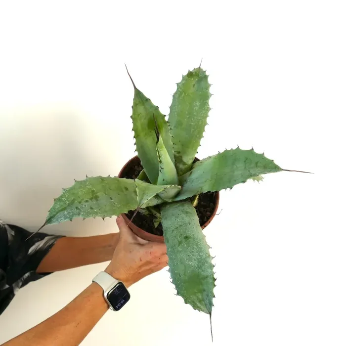 Agave parrasana X Agave ferox - immagine 2