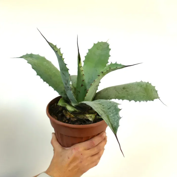 Agave parrasana X Agave ferox - immagine 3