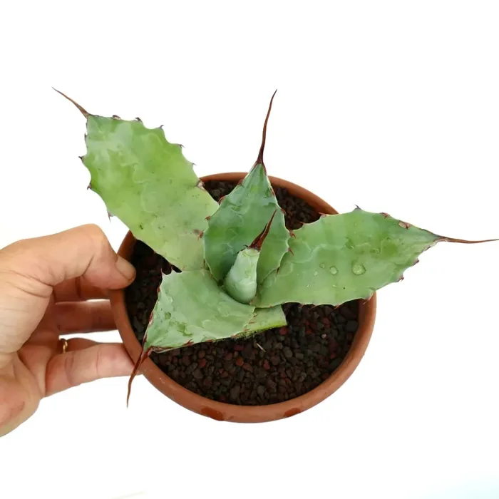Agave parrasana X eborispina Online ora