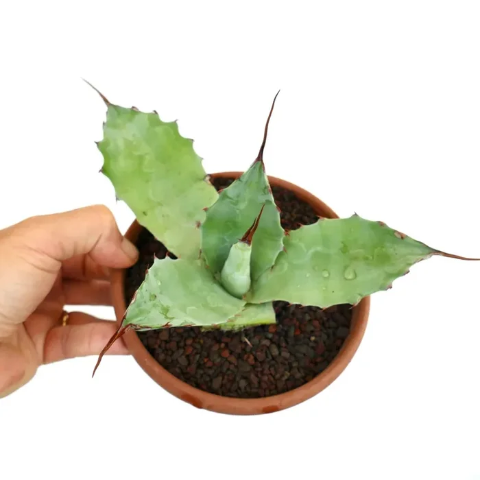 Agave parrasana X eborispina Online ora - immagine 2